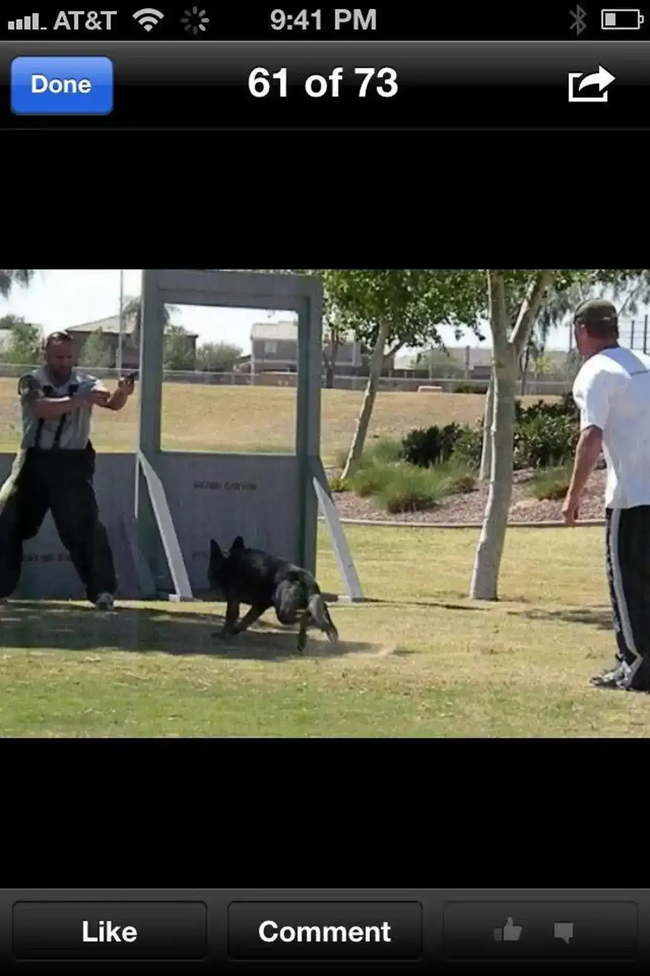 The Impact: Hundreds of Dogs, Thousands of Lives Changed