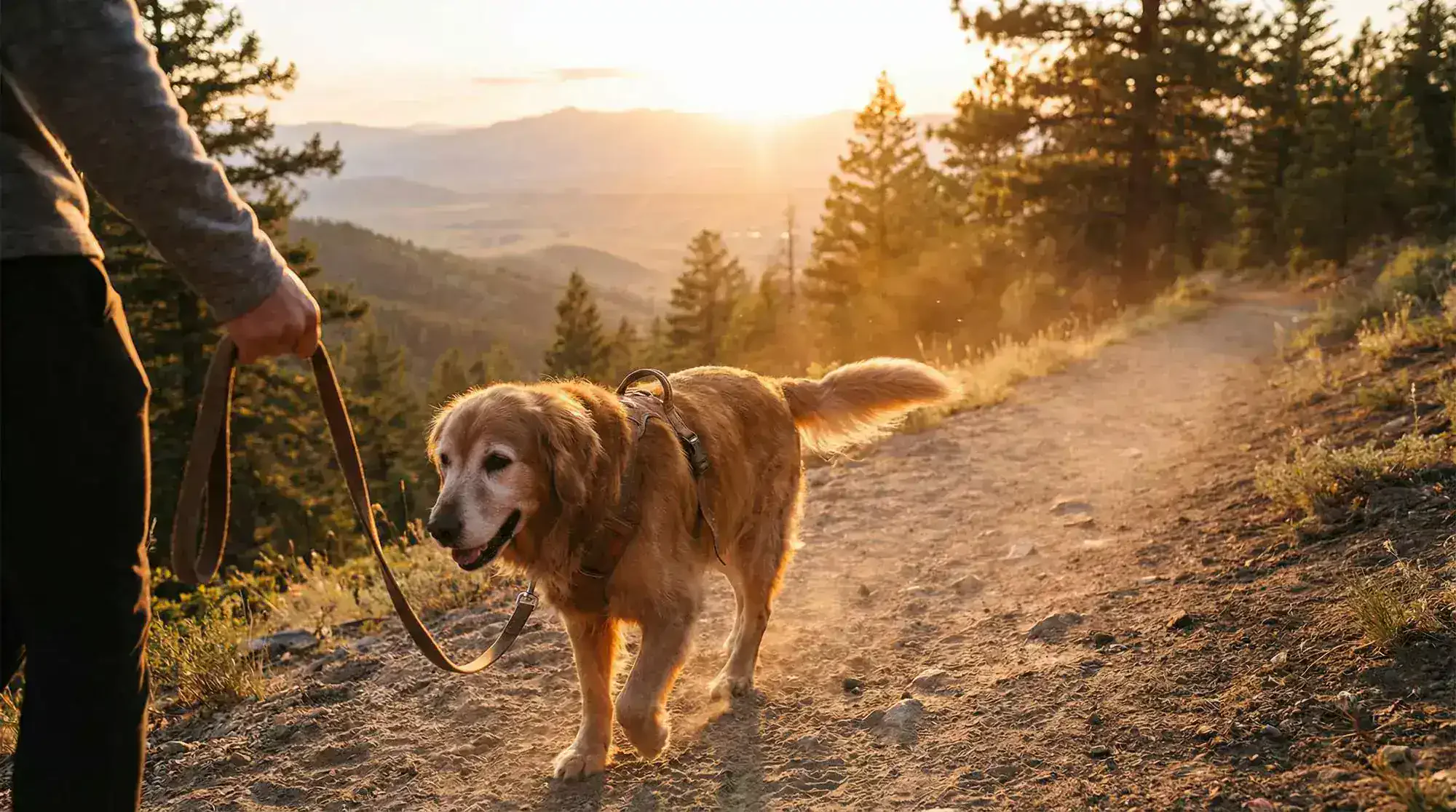 ALCAR for Aging Brains: Cognitive Support for Senior Dogs