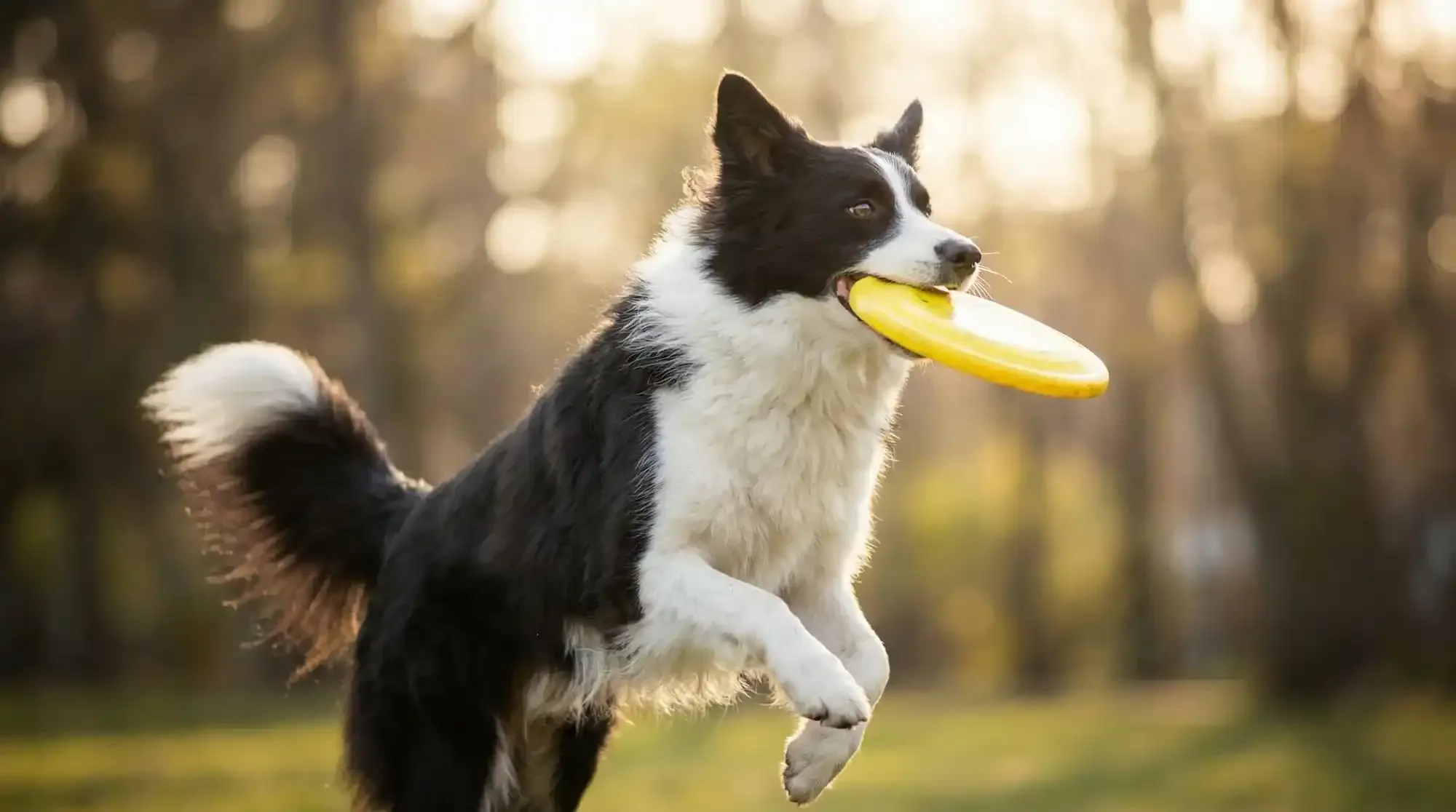 Beyond Calm: How Ashwagandha Boosts Your Dog's Energy and Vitality