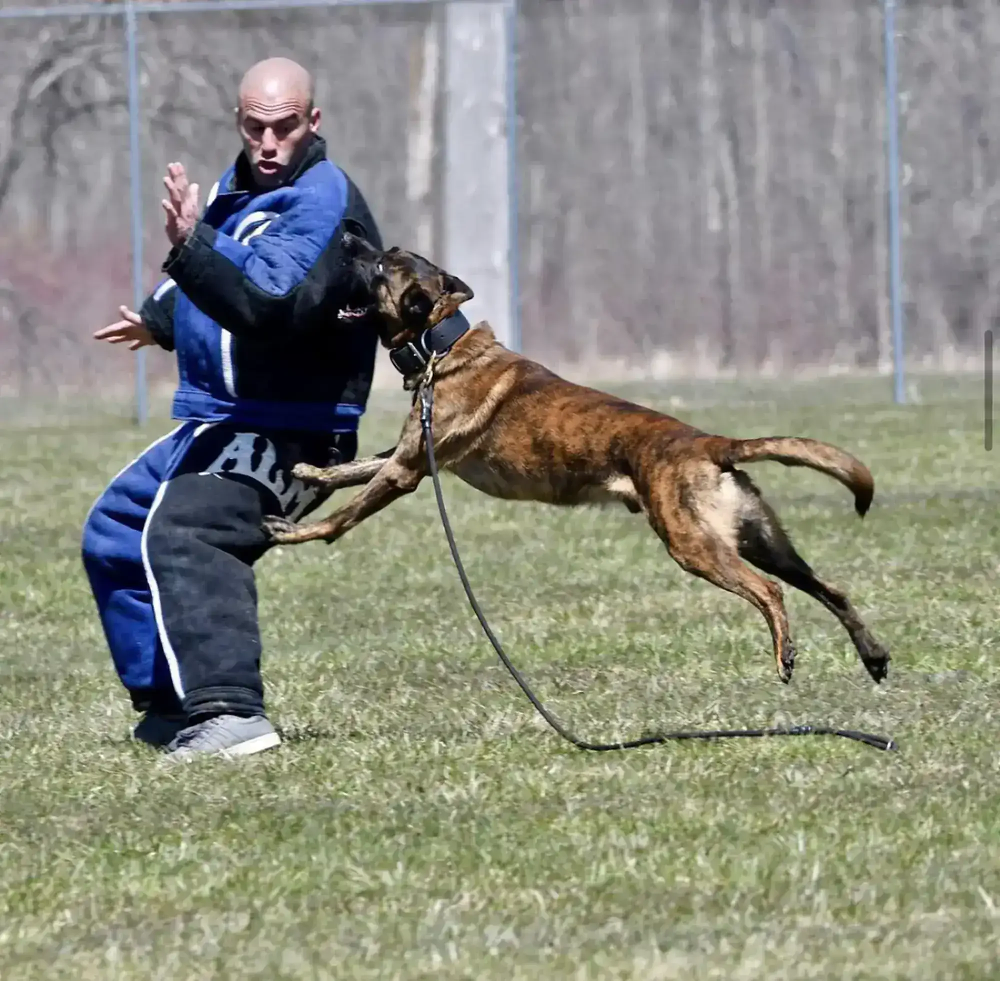 Pinnacle Protection Dogs: Scaling Impact